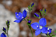 Veronica fruticans